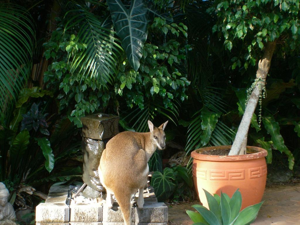 Bluewater Bed & Breakfast Cairns Trinity Beach Buitenkant foto