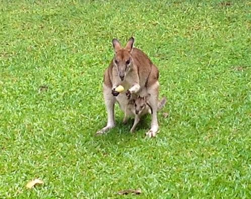 Bluewater Bed & Breakfast Cairns Trinity Beach Buitenkant foto