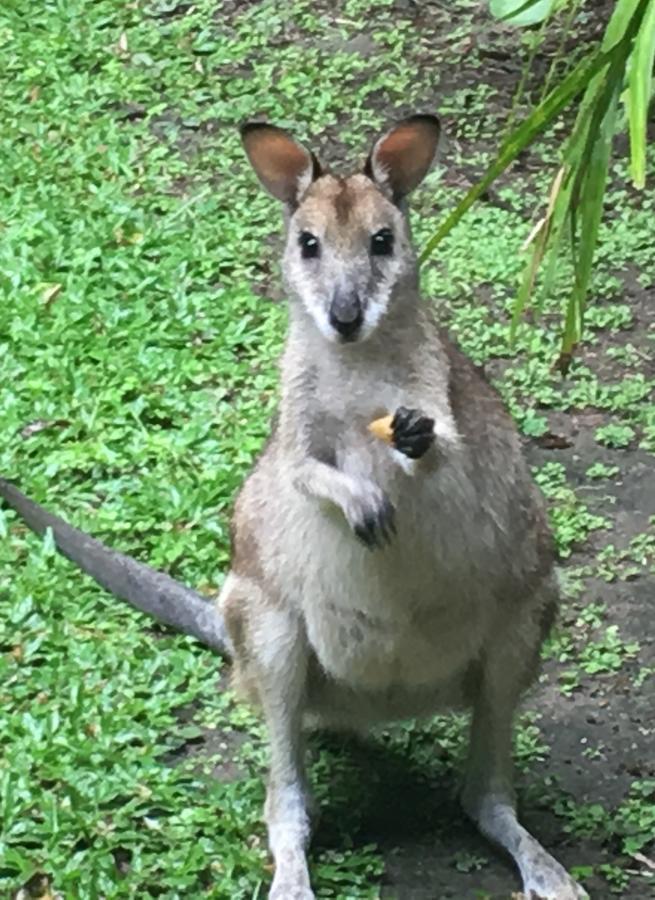 Bluewater Bed & Breakfast Cairns Trinity Beach Buitenkant foto